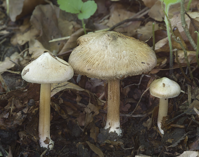 Inocybe incarnata